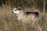 ALASKAN MALAMUTE 498
